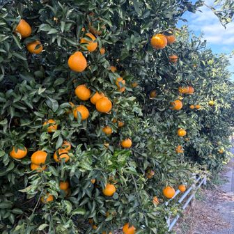 道端にもみかん🍊