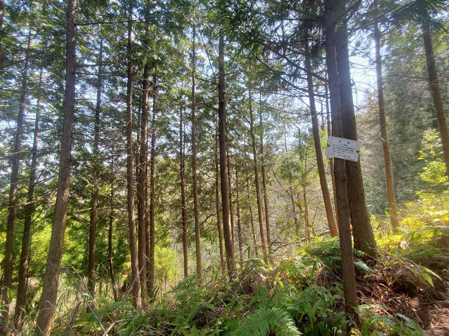ここから杉ゾーン🌿