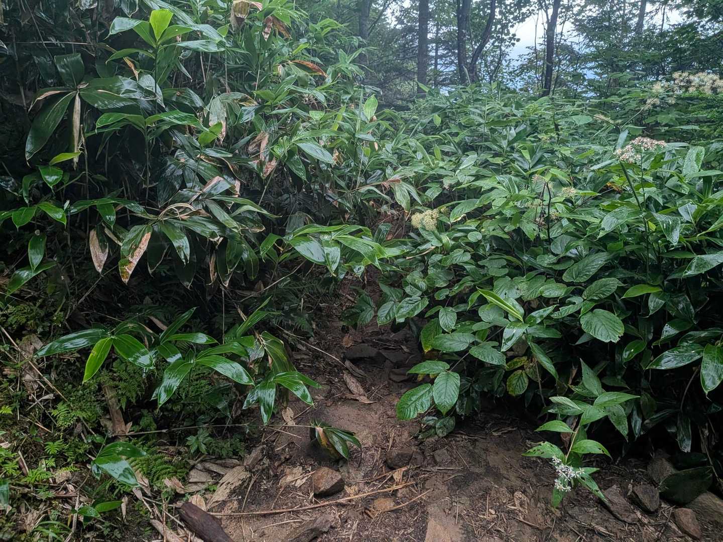 この分岐が、ロープウェイ使わずに下山するルートみたい🚶
もし、雨風強くて動かなかったら、足で降りるしかないね、って言ってたけど、あんまり使ってないのかわかりづらいかな😅