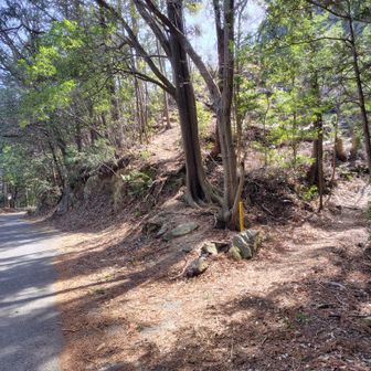 観音ケ岳と思い、真ん中の道らしき所を登ったけど(ピークには鉄塔)向こう側へはテープで立入禁止になっていて降りられず、しばらくウロウロ。結局車道を進む。