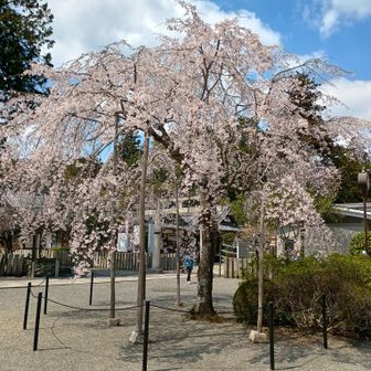 多田神社の桜
