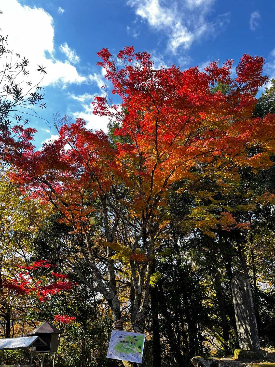 紅葉🍁