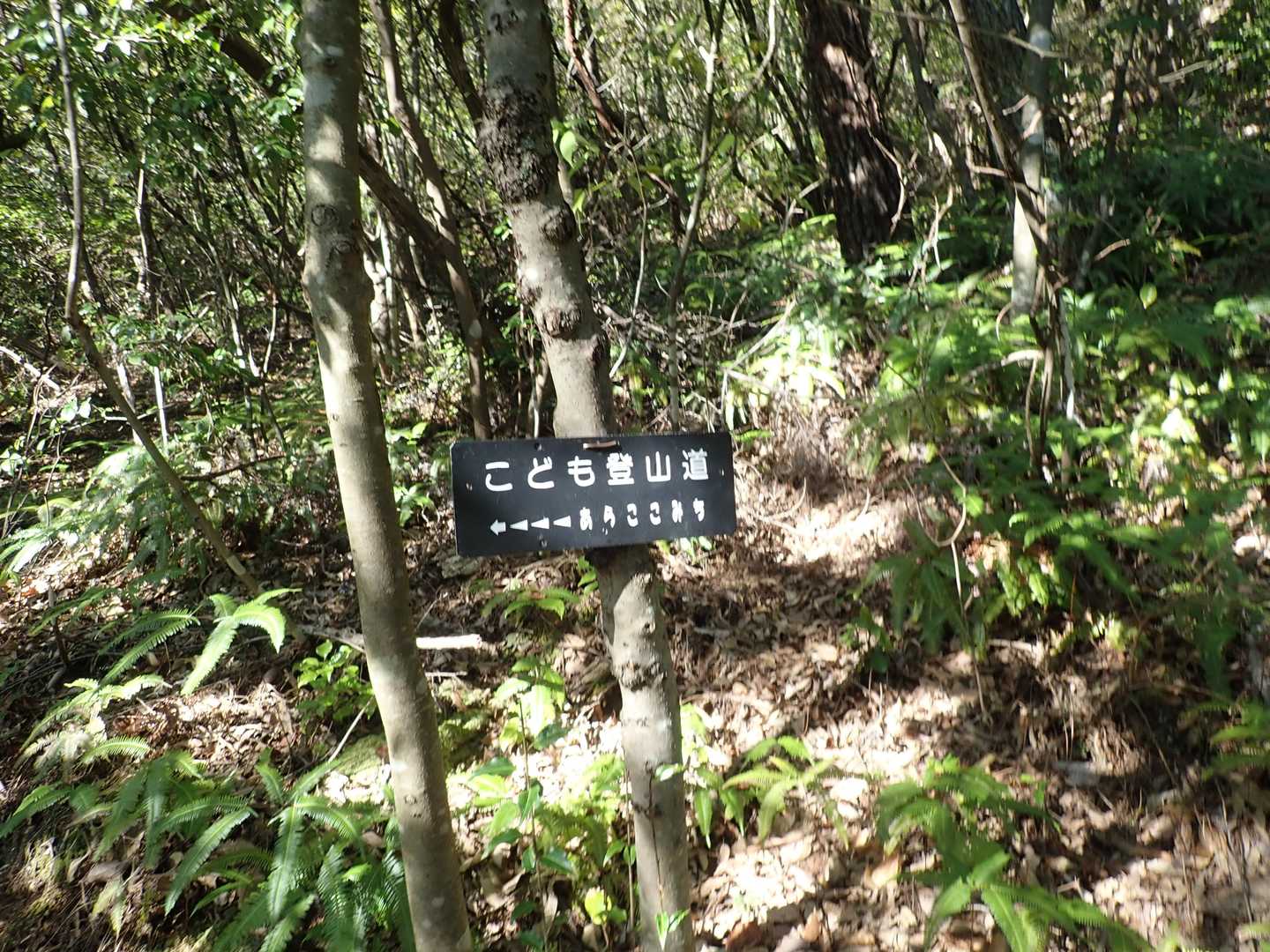 こども登山道でした