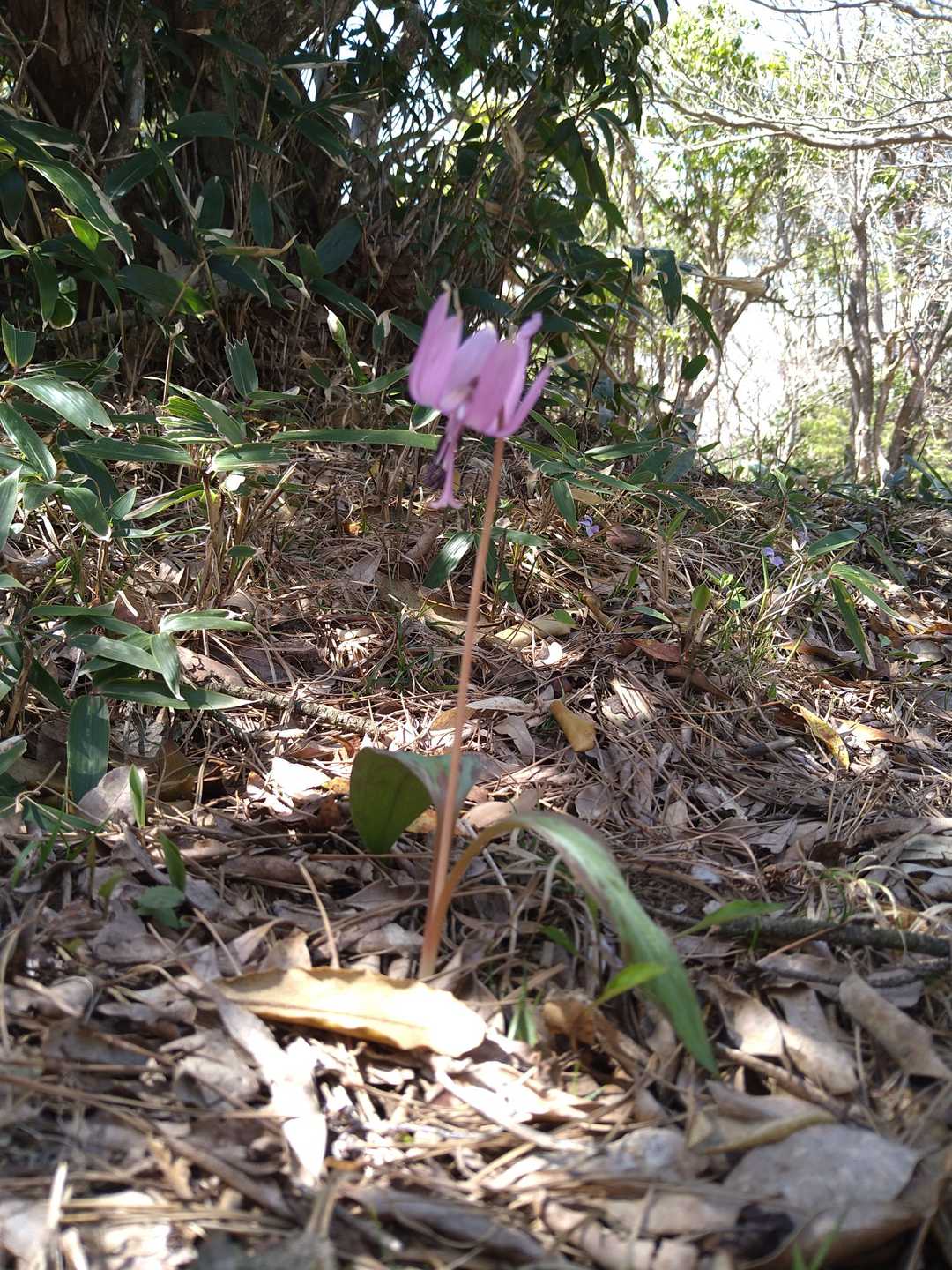 ン⁉️⁉️⁉️危うく見逃すトコロでした。カタクリの花が、たった一本…