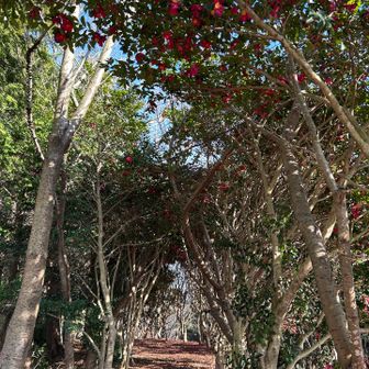 下手な写真だけど😂　山茶花のトンネル🌺はステキな小径でした✨