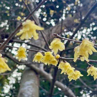 蝋梅？かなぁ
春はすぐそこ💛