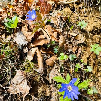 お花たちが応援してくれて幸せ登山💖