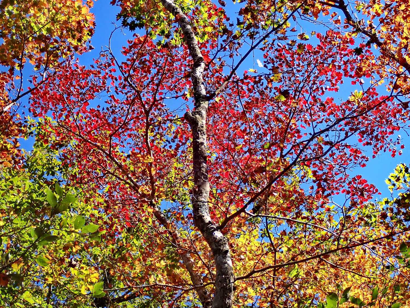 登りはガスの中だった紅葉を見ながら下りました。