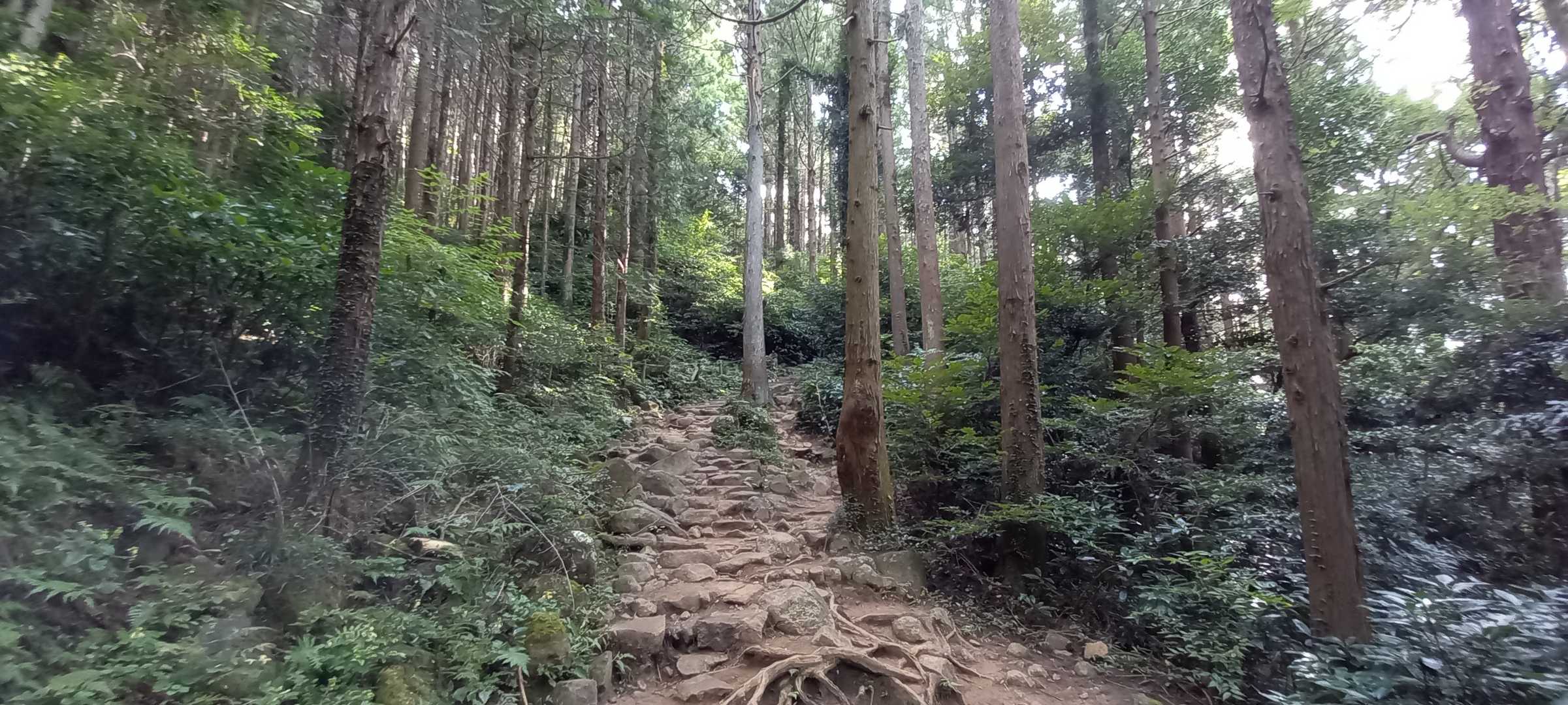 そして、足元は、
ねっこ～💨💨💨

か、ら、の～⤴️⤴️⤴️