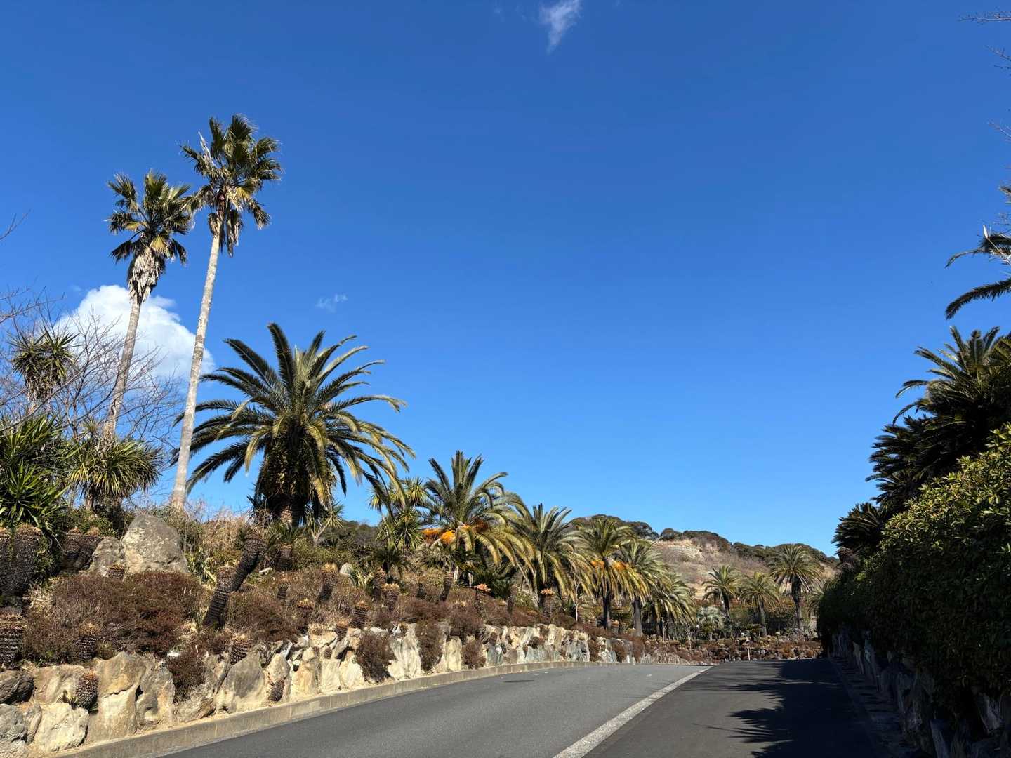 南国か🏝️