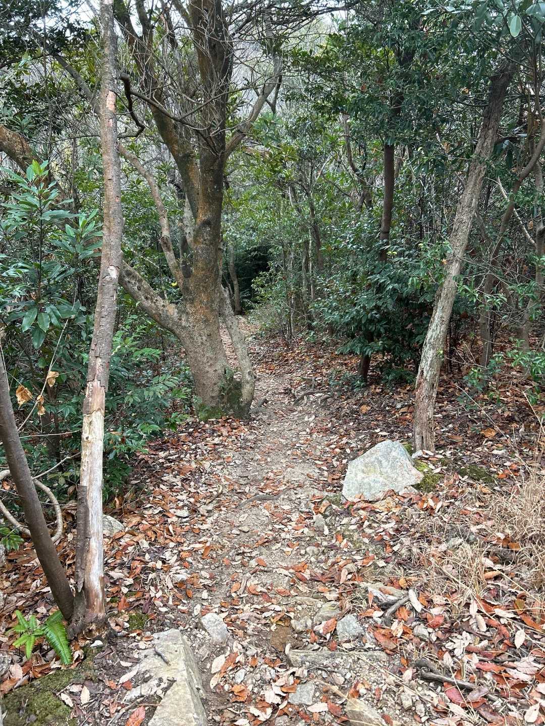 茶臼山 往復コースの写真