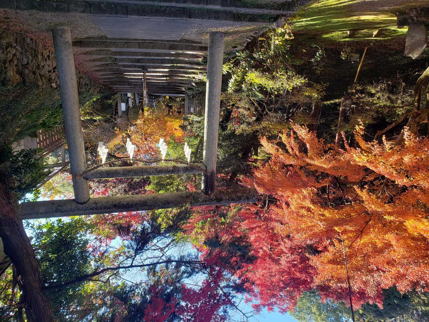 唐沢山-高鳥屋山-京路戸山-京路戸峠-諏訪岳 周回コースの写真