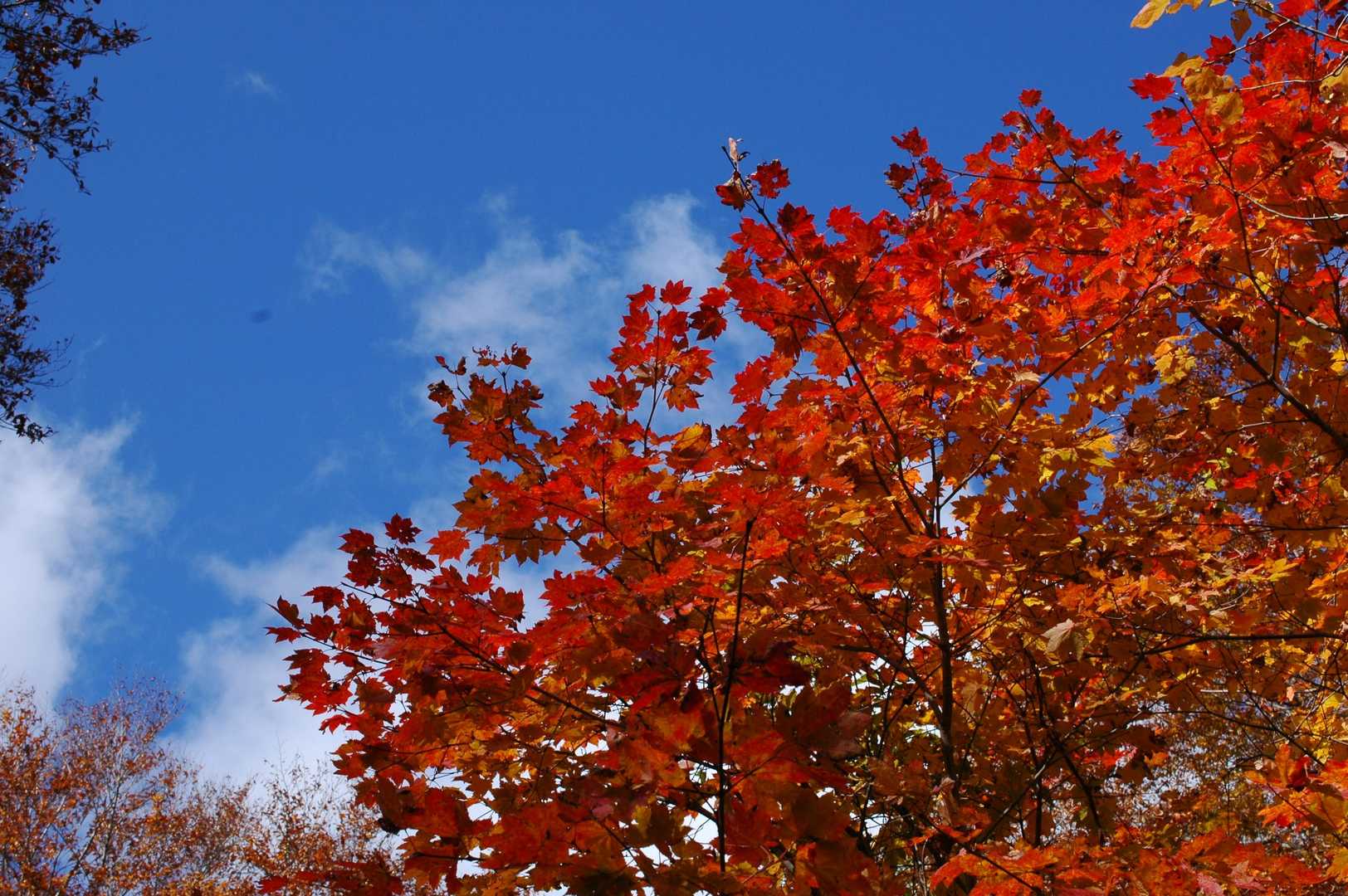 紅葉も終わりに入っていましたが、それでも綺麗です