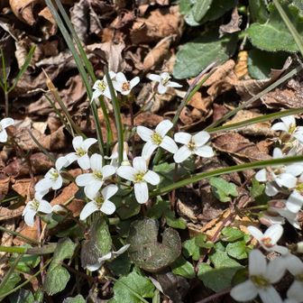 🍀ユリワサビ
本州で見かけるものより背丈がグッと小さい。
途中カンアオイの葉を見つけるも、花が咲いておらず。調べると「ウンゼンカンアオイ」だったかも。