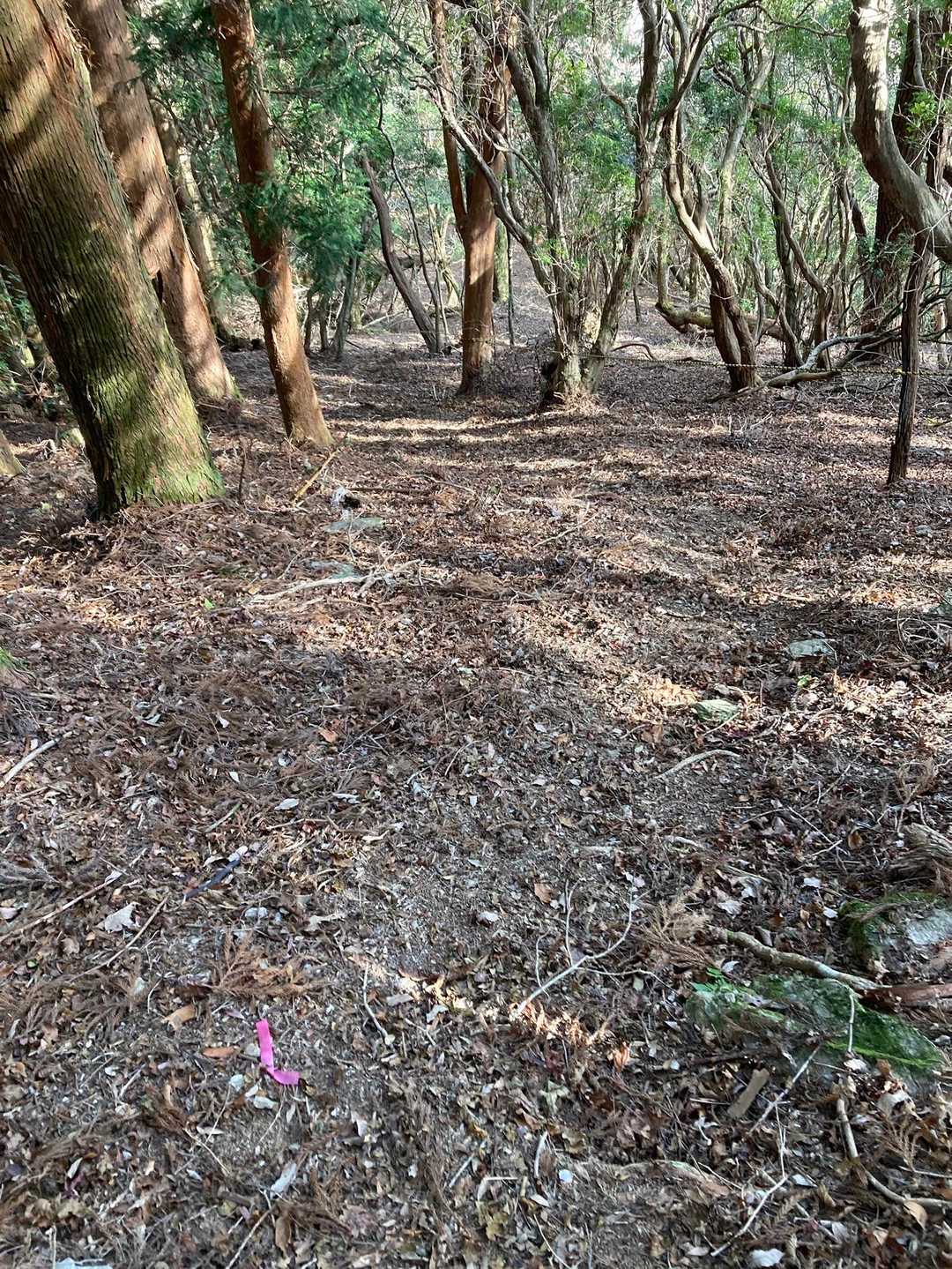 ちょっと急