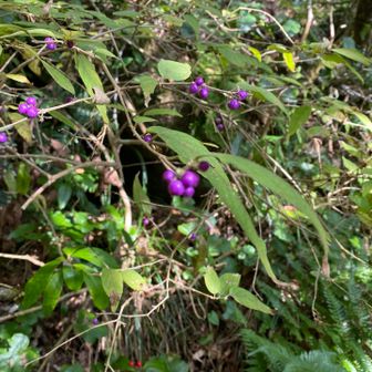 ムラサキシキブ