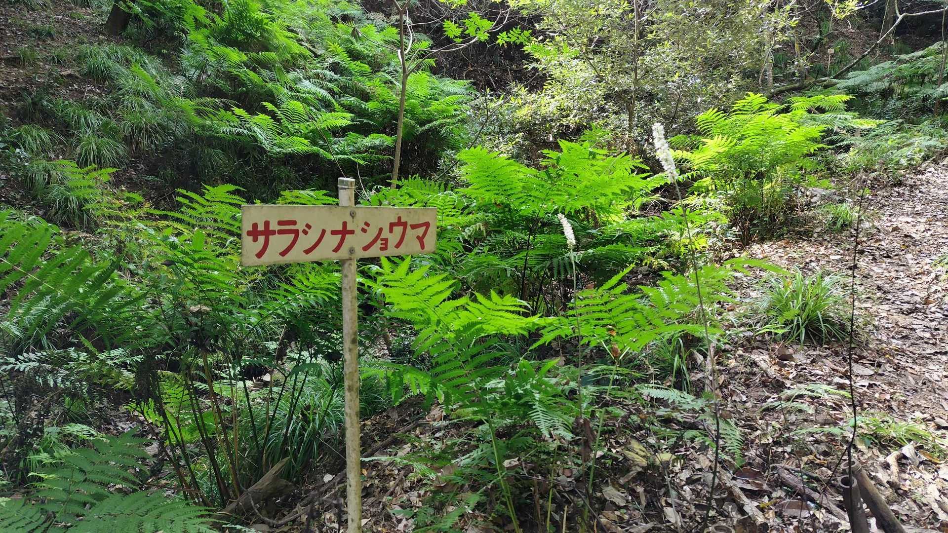 サラシナショウマ