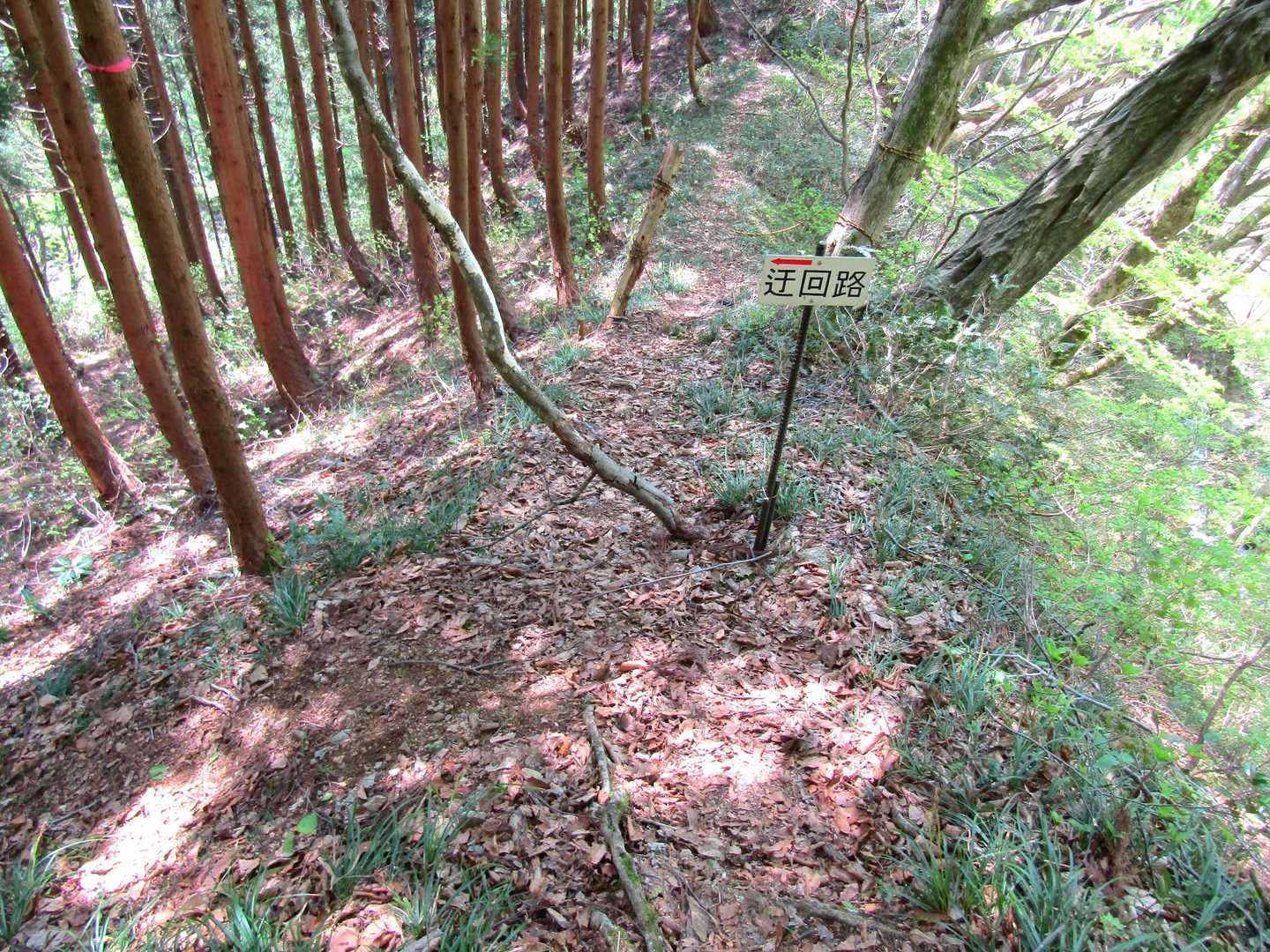 ようやく斜度が緩やかになったところで左に迂回↖️
真っ直ぐには行けません🚧