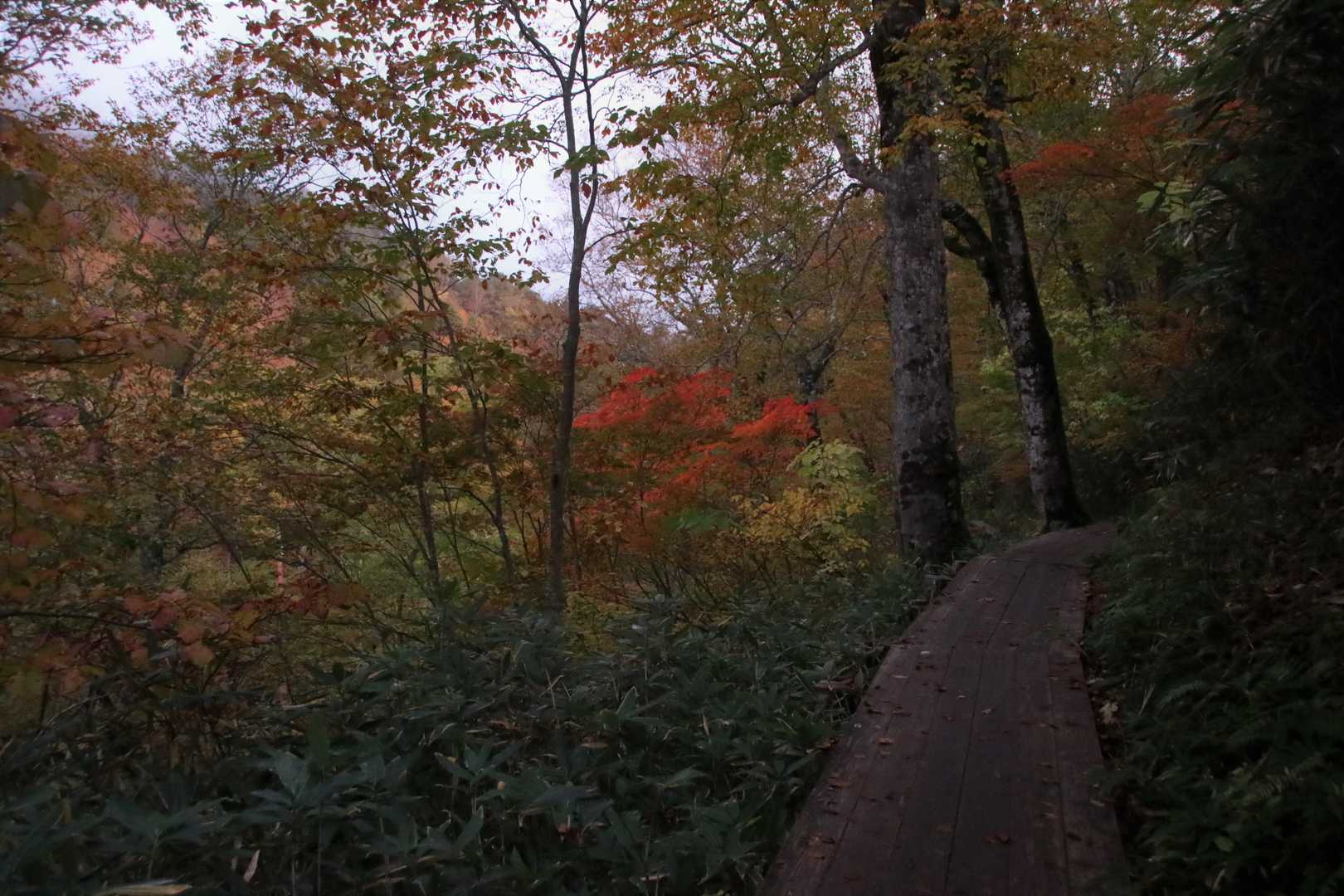 鳩待峠から山の鼻まで、
ここもかなり良い感じに紅葉しています🍁

明るくなってきましたが
ガスか雲が結構あるようです

尾瀬ヶ原はどうなってるかな…？
