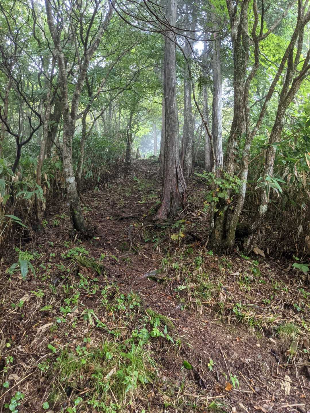 大平峠-兀岳-夏焼山 周回コースの写真