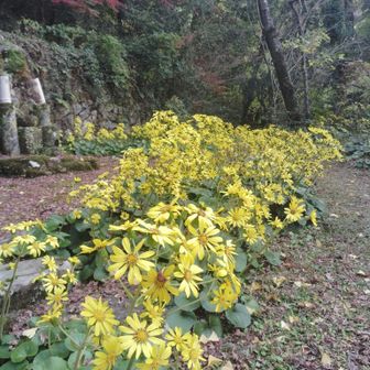 ツワブキの花のお花畑