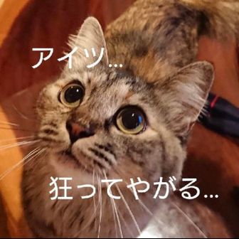 躁鬱山に消える