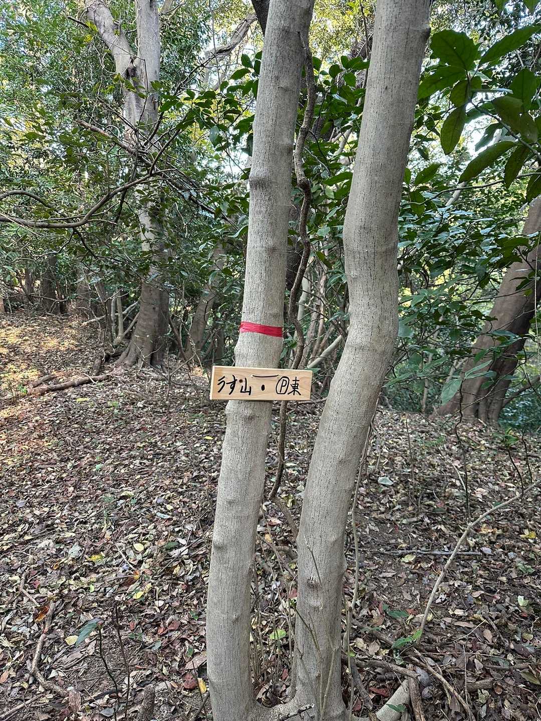 赤とかピンクのテープがとにかく細くて見つけるのが難しい😓
