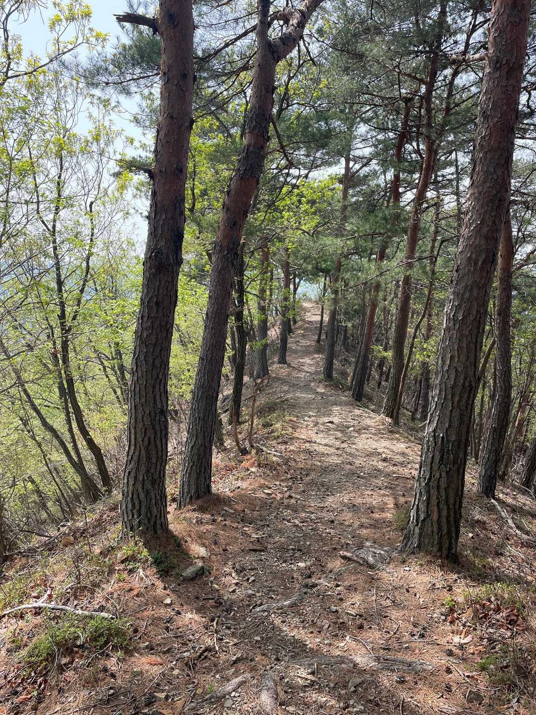 メモリアル広場-赤雪山登山口-赤雪山 往復コースの写真