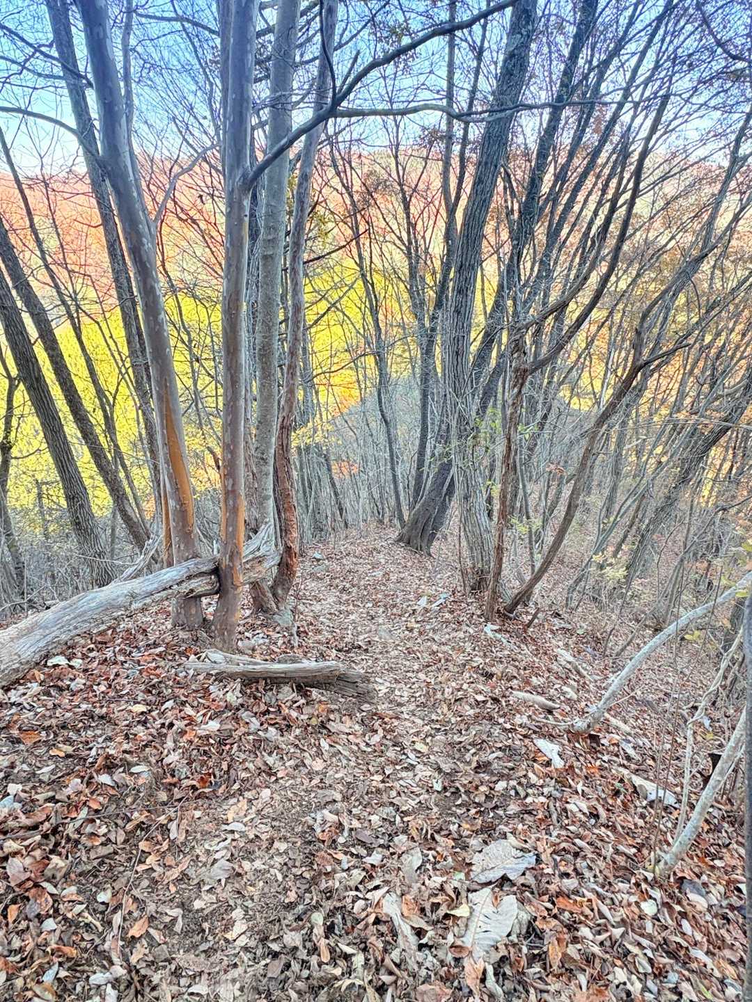 犬目バス停-扇山-大久保山-長尾峰-コタラ山-百蔵山-百蔵 縦走コースの写真