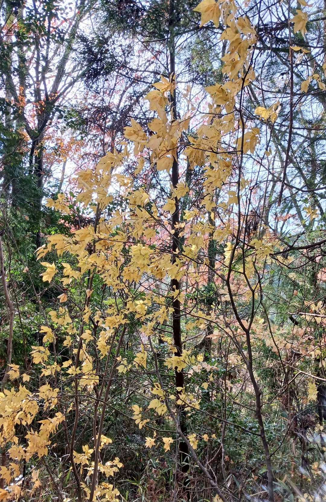 黄葉した鷹の爪の木が多かった
冬芽が鷹の爪に似ているのでこの名がついたらしい