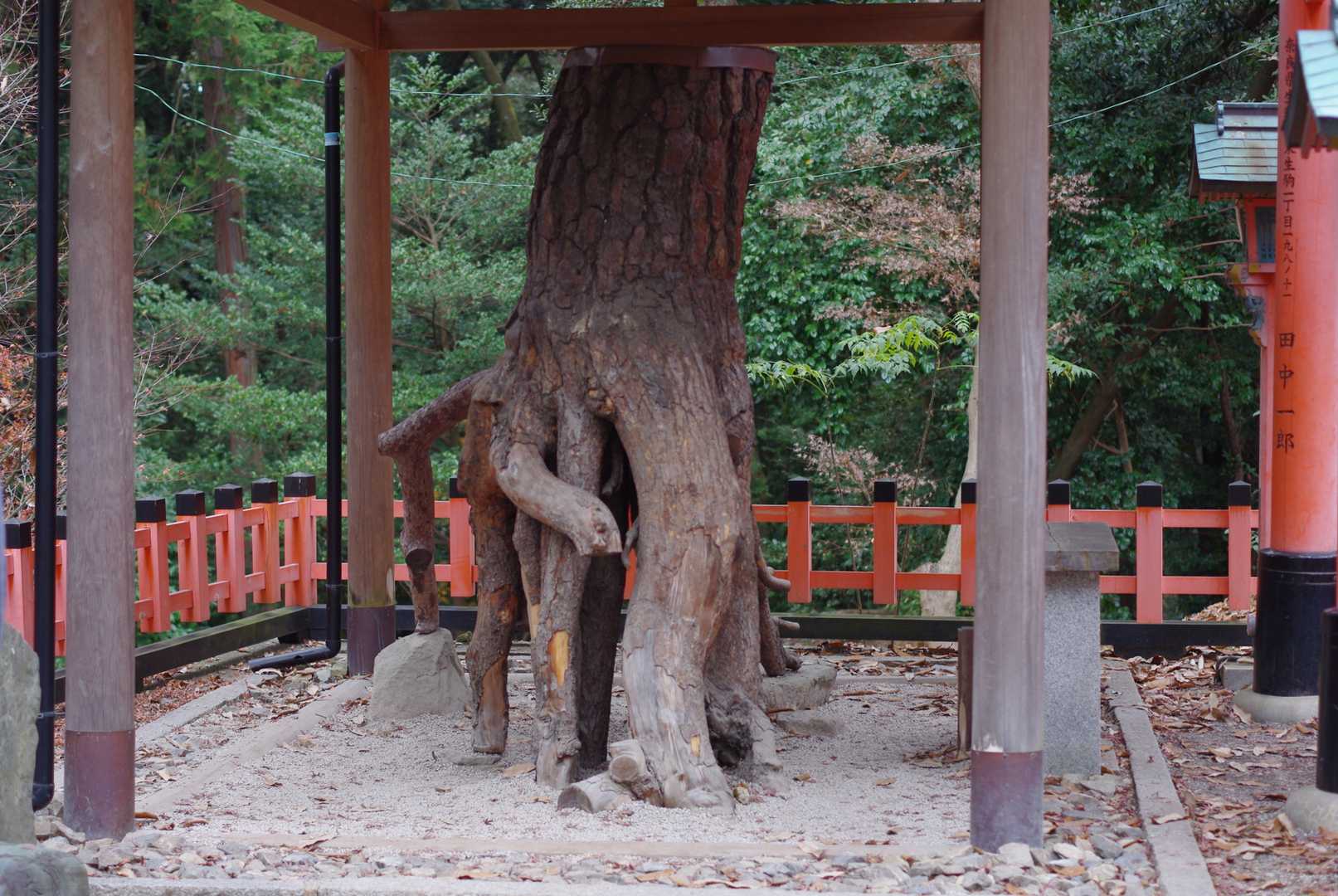 根上りの松