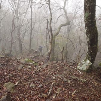 幻想的な樹林帯と言えば聞こえは良いが、現実的には何も見えんからつまらん(>_<)