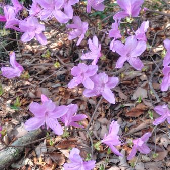 ミツバツツジ💗