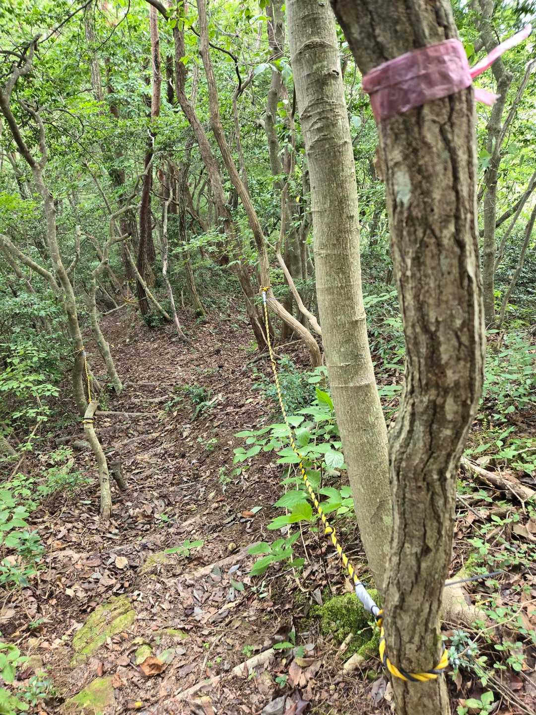 急な坂はロープが、手入れが行き届いていますが、今日の敵はクモの巣🕸️
何回ひかかったか(--;)