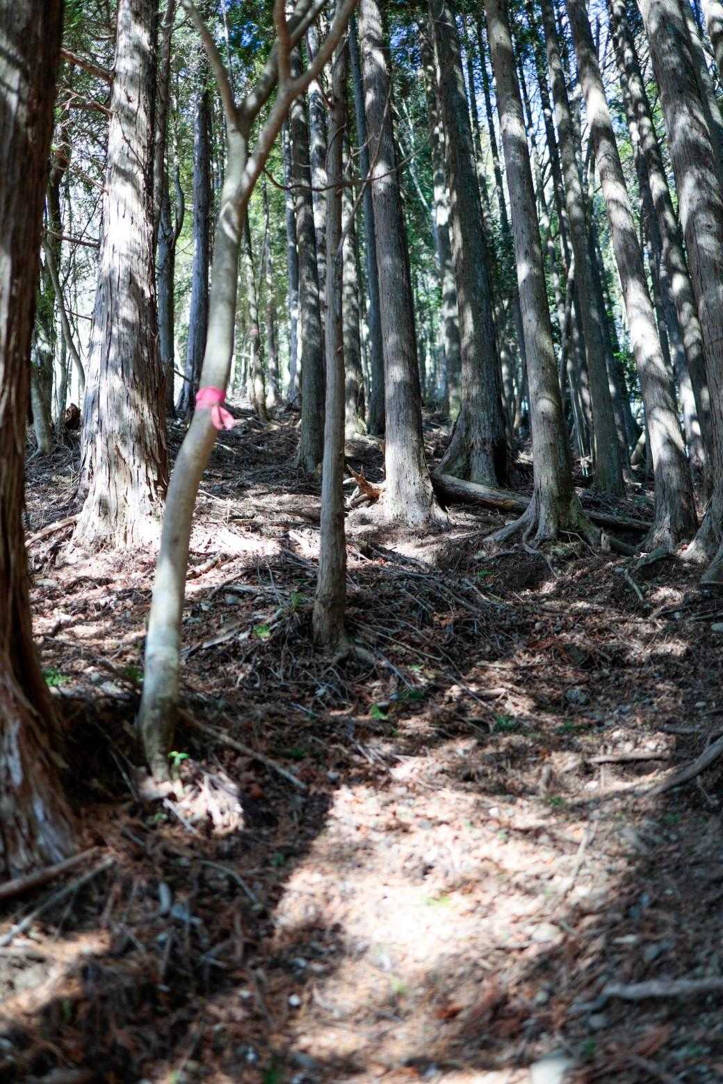 踏み跡が薄いので迷いやすい。
ピンクテープを頼りに進みます。