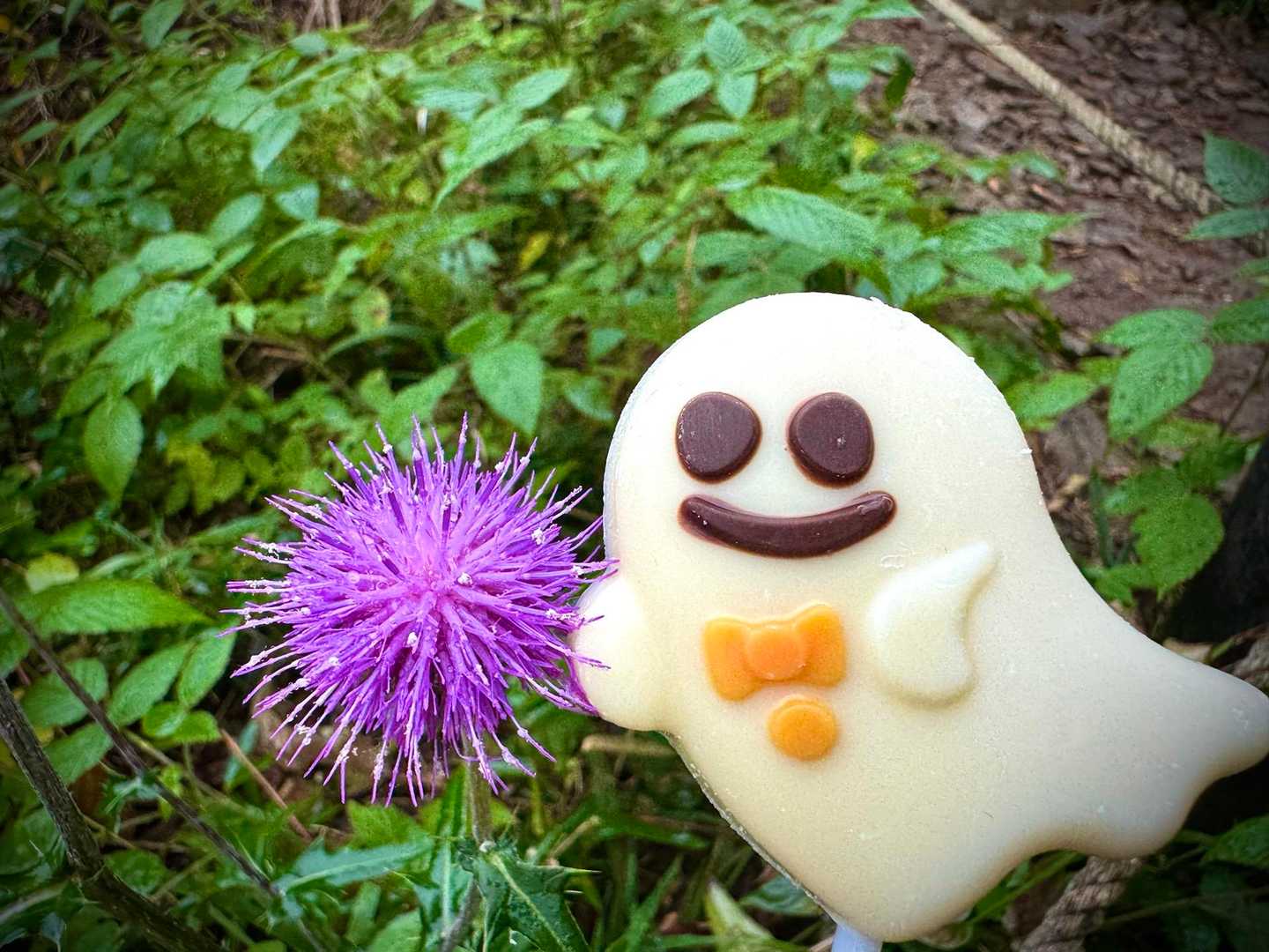 それっぽい花を現地で発見ww 
まるでハロウィンに合わせて咲いていてくれたみたい笑🎃👿☠️