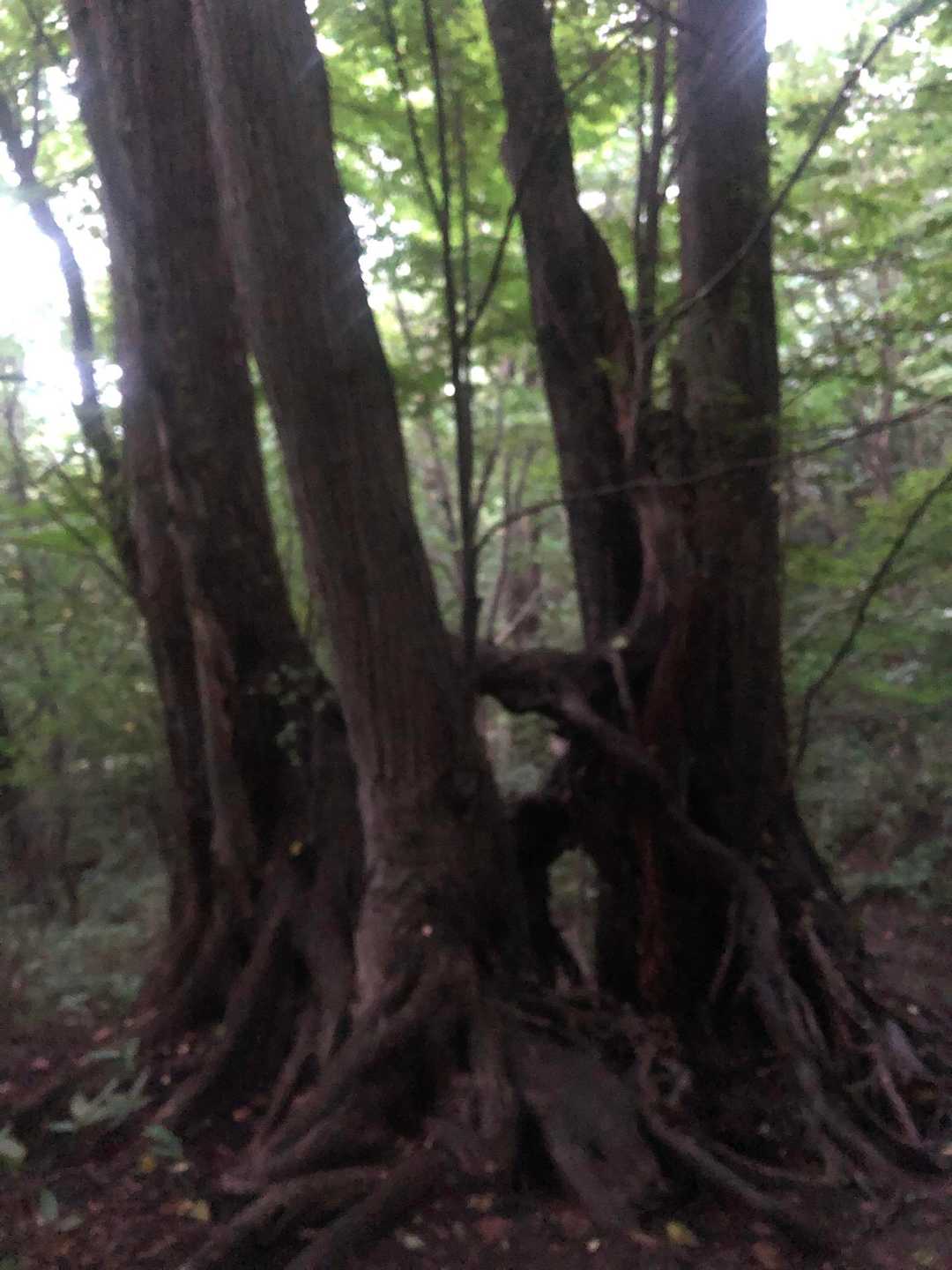 かっこいい木🌲

濡れてるといつもよりかっこいい✨

雨ダーダー泥んこの藻岩山でした。
ありがとうございました！