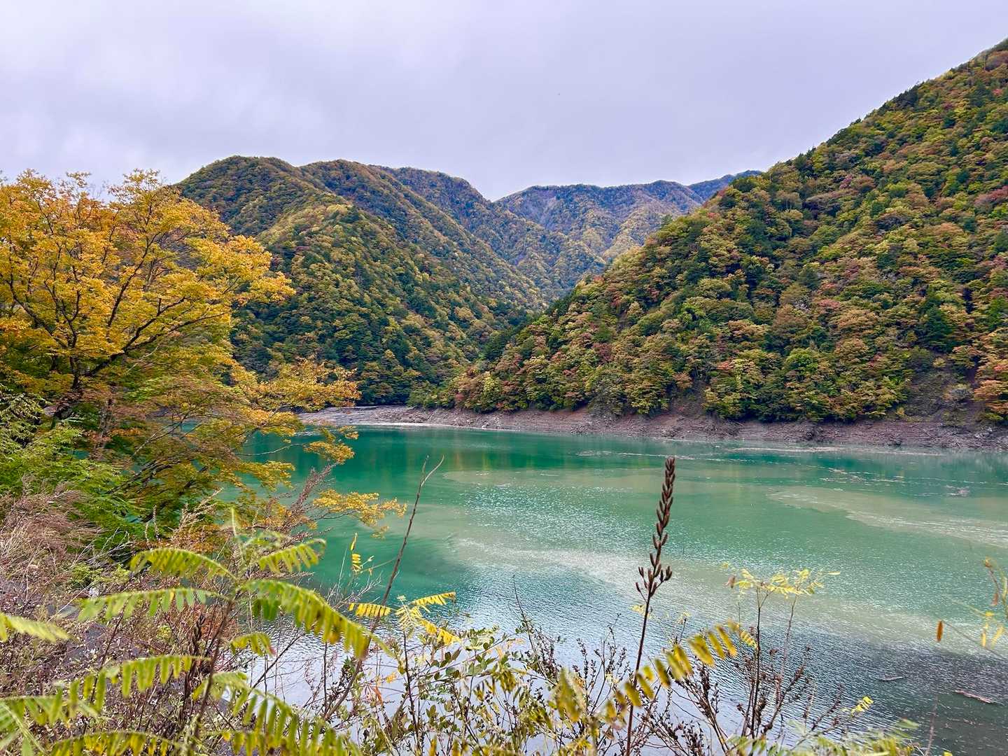 畑薙ダムも紅葉がキレイ