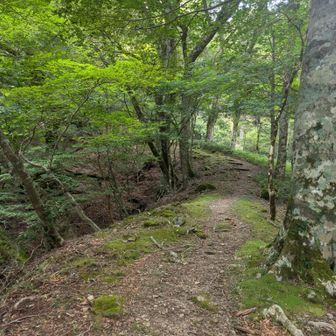 分岐を左に行ってます