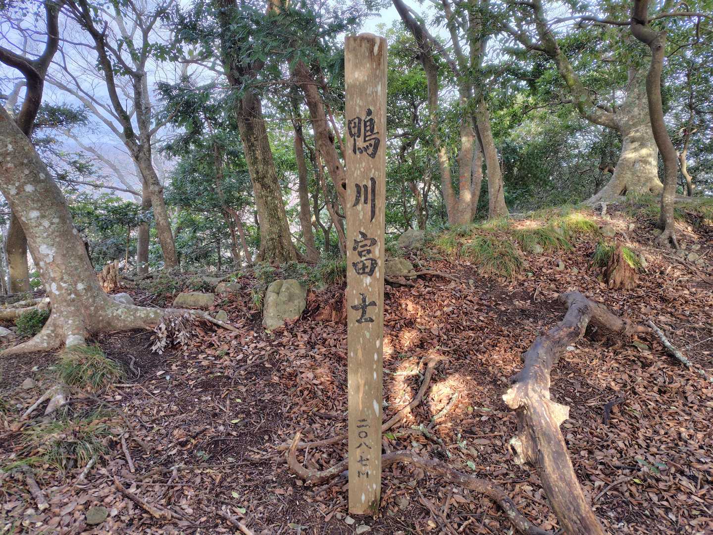 山頂到着👏　ところどころ迷いどころがありますが、コース上の道は歩きやすくはなっています。その意味で歩きにくい場所があれば、そこは登山道から外れていると疑ってみてください⚠️