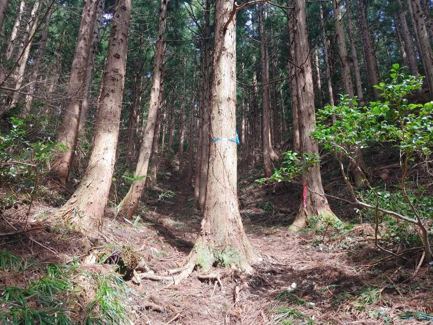 いきなり急登祭り

疲れてるなら
家でゴロゴロすりゃいいのに