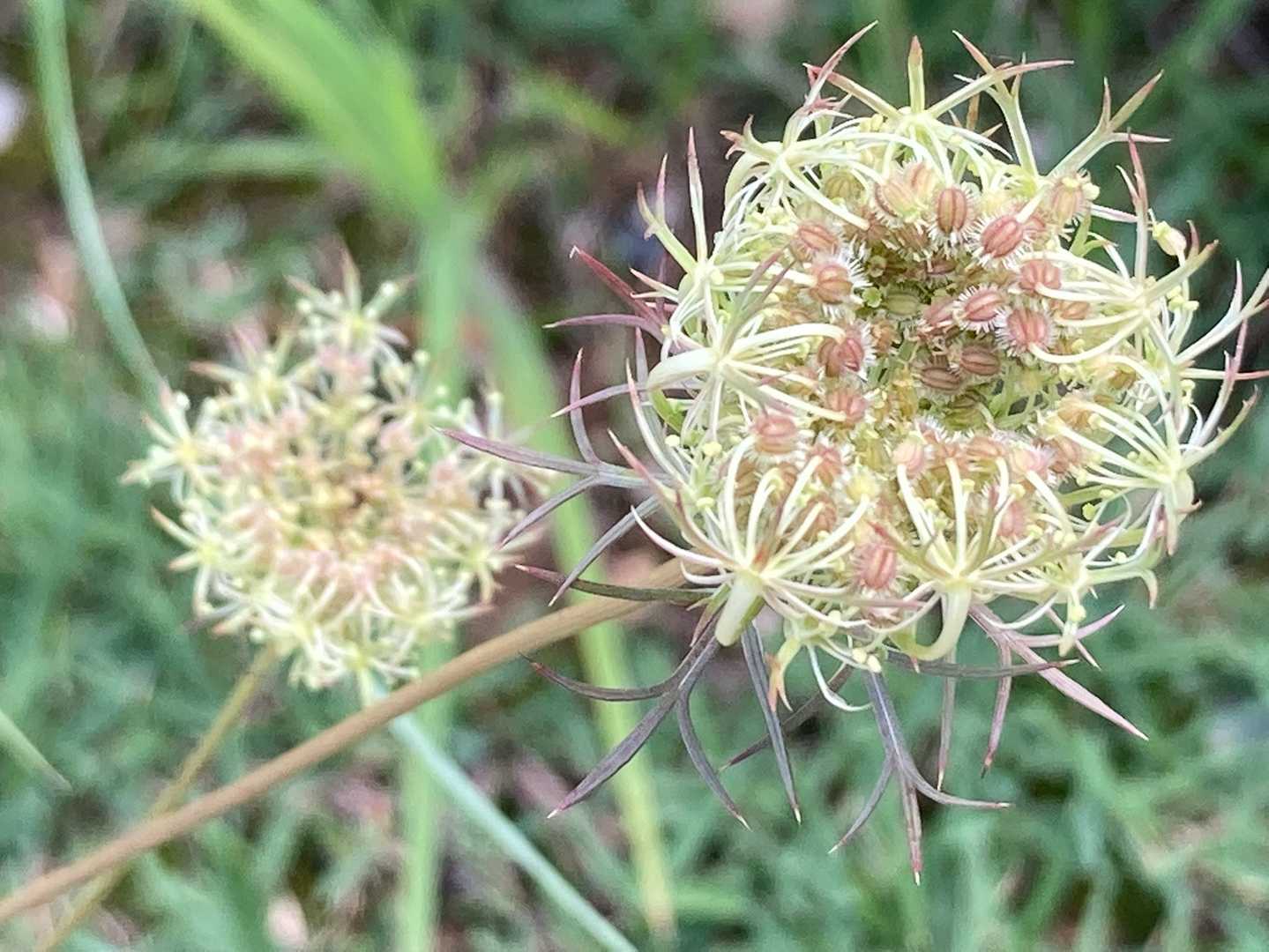 何かの花後みたい、可愛い💕
Google先生だと、ノラニンジンと出ます…