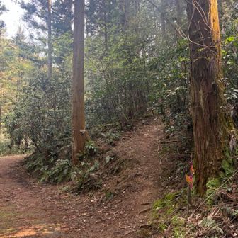 ここからが急登キツイ💦