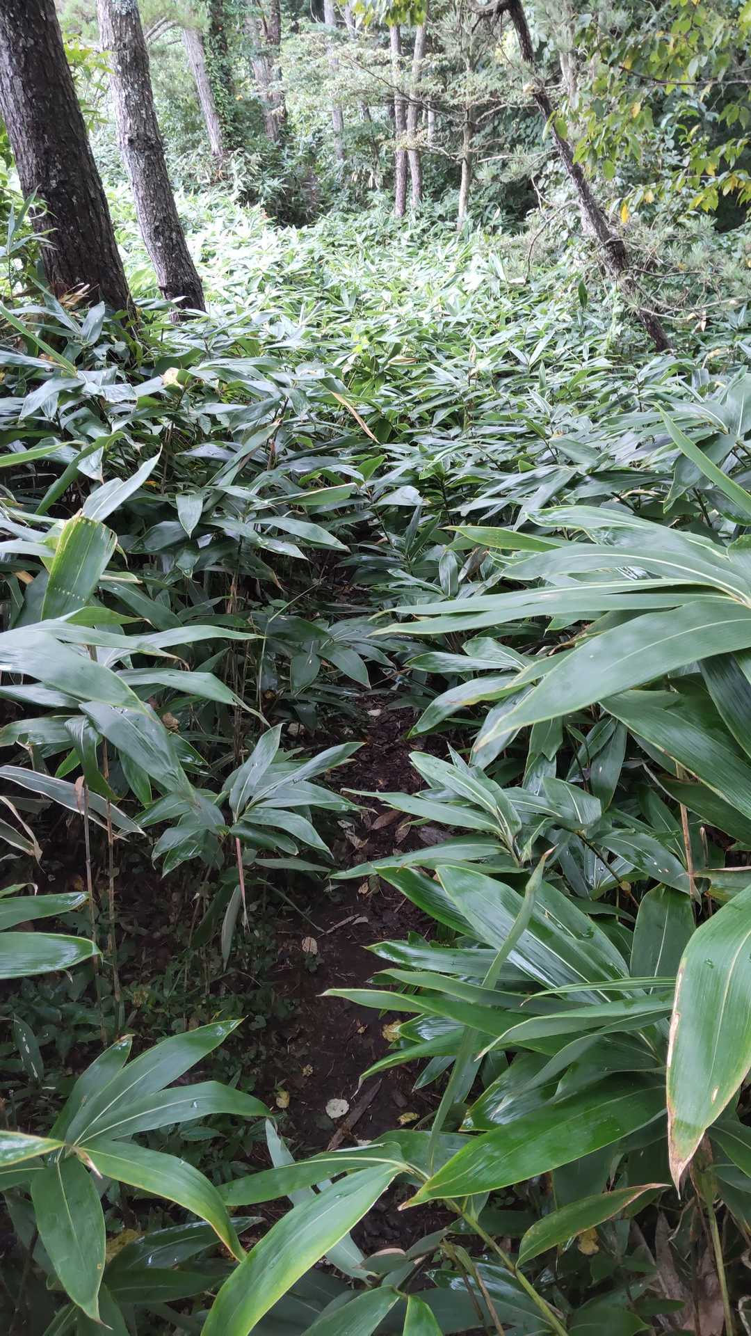 烏ヶ山程ではないが、藪漕ぎ