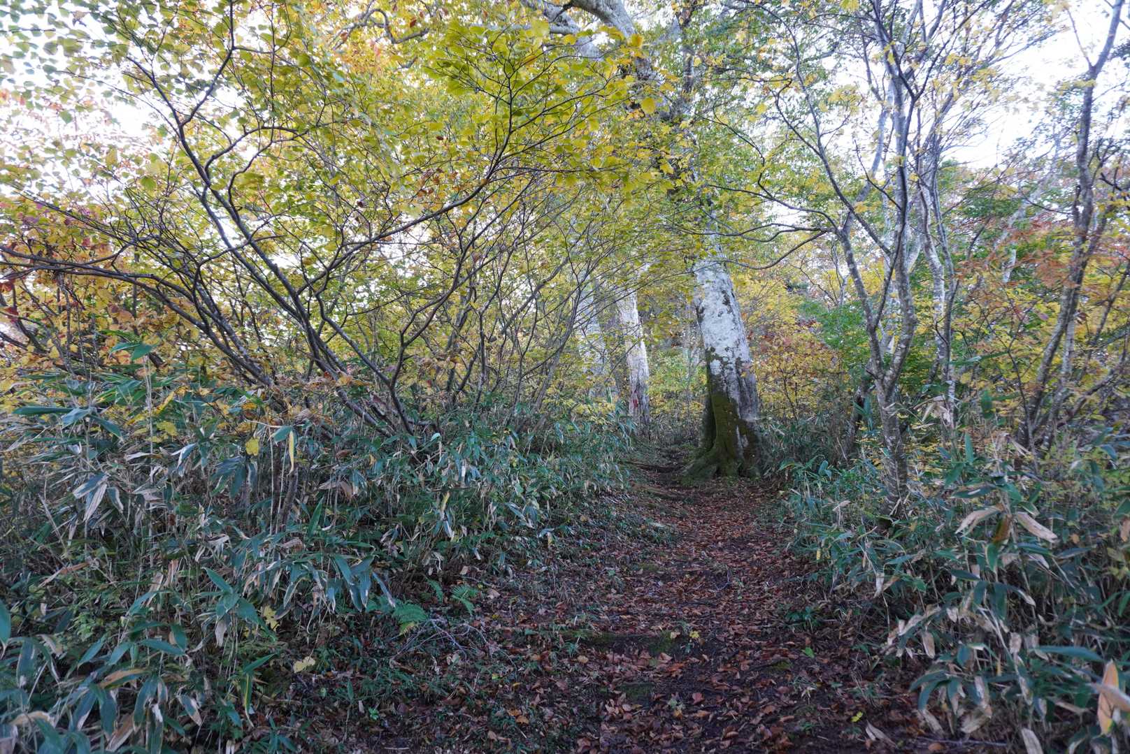 登山道はアップダウンはあるものの広めで草も刈ってあります、ありがとうございます😊