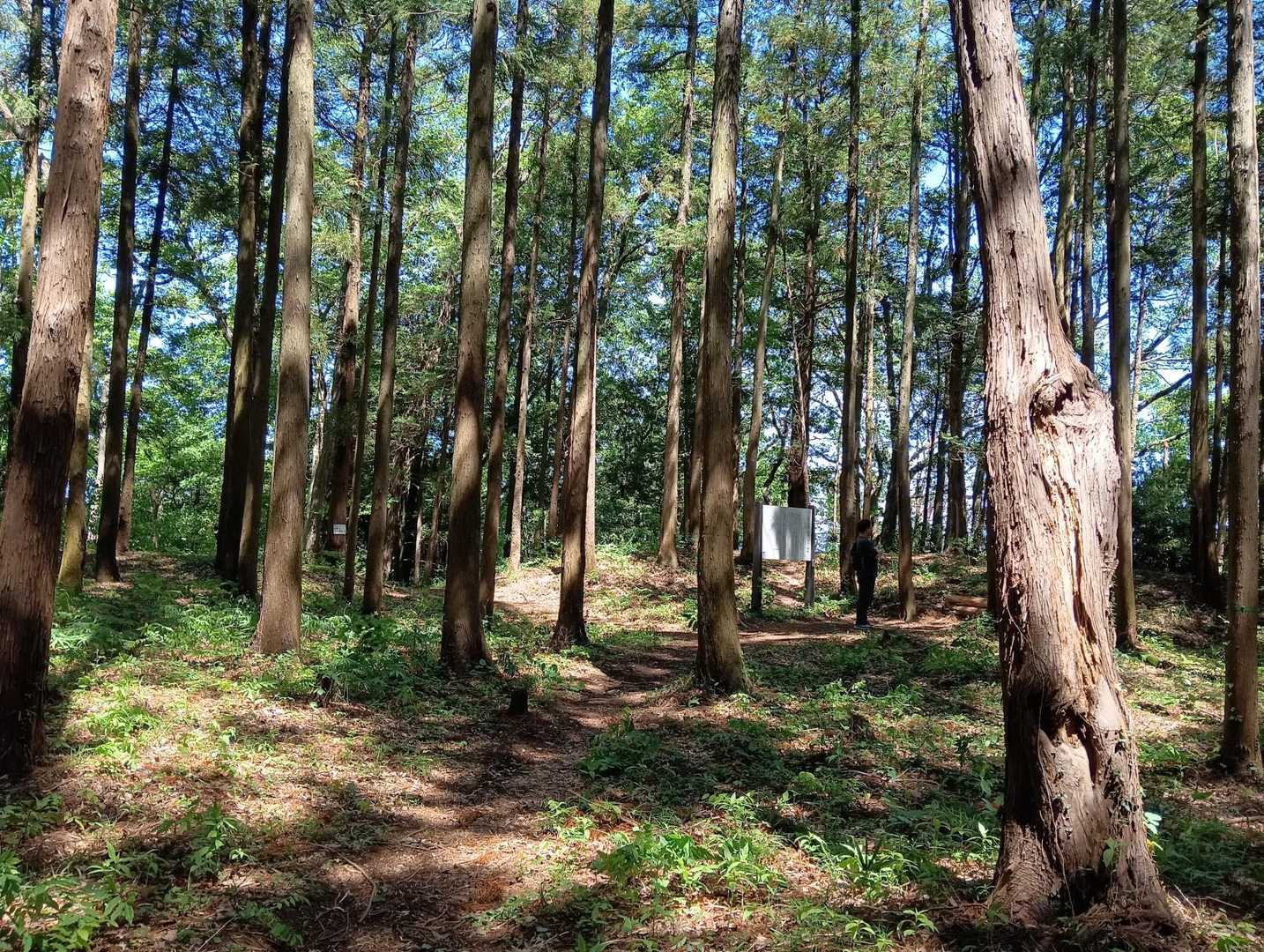 ひときわ広い一の曲輪跡。