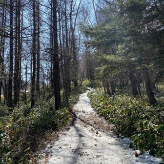 ヒュッテ入笠を過ぎるとすぐに雪が凍りついた道へ入ります。
が、この日は暖かくて雪が溶けて小川のようになってたよ〜💦