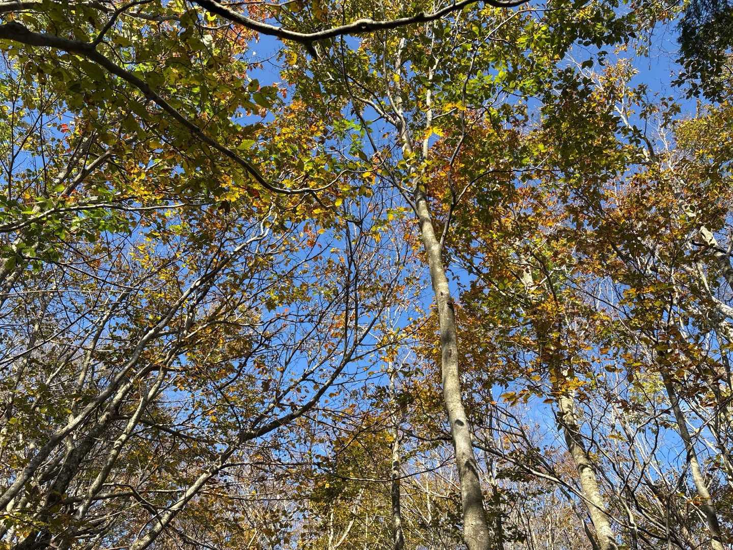黄色が多い紅葉