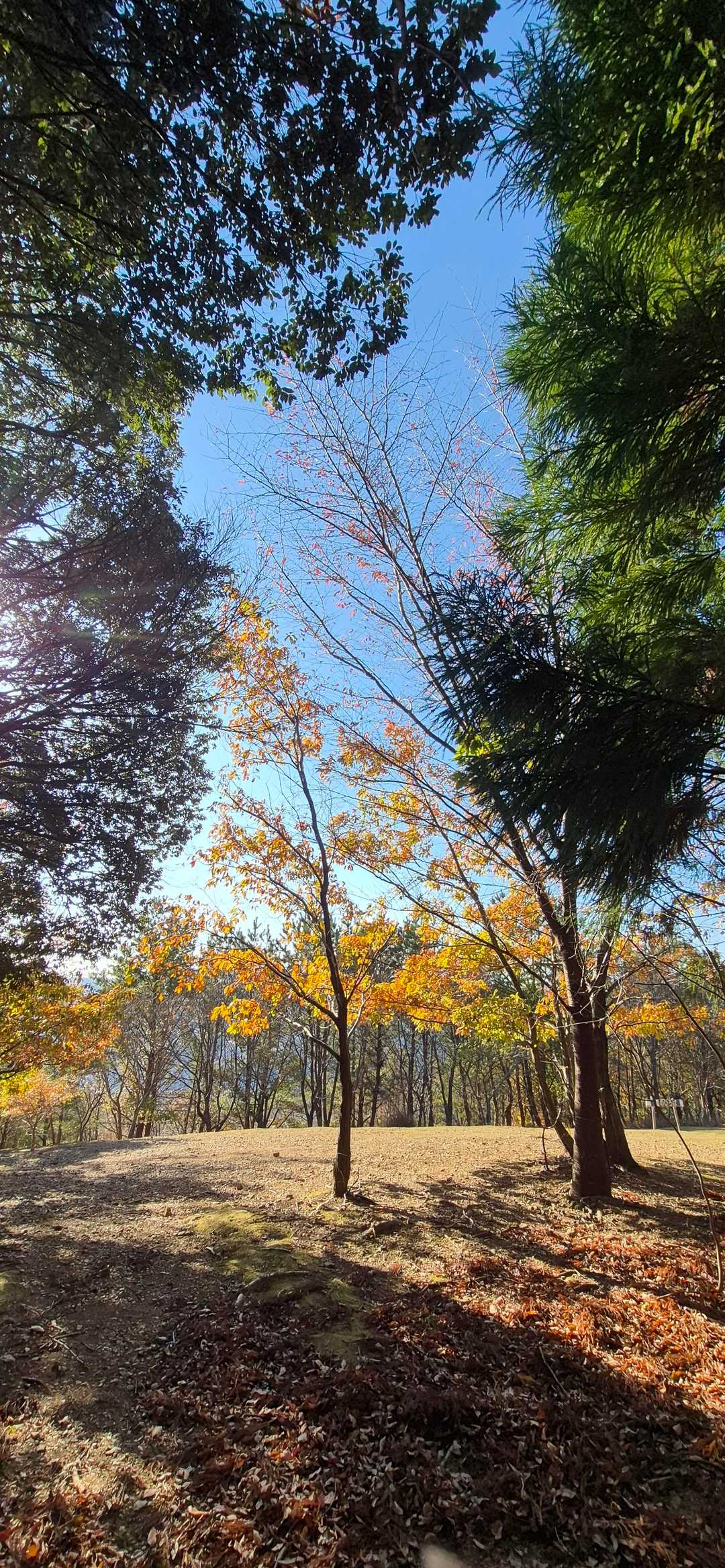 観音山 往復コースの写真
