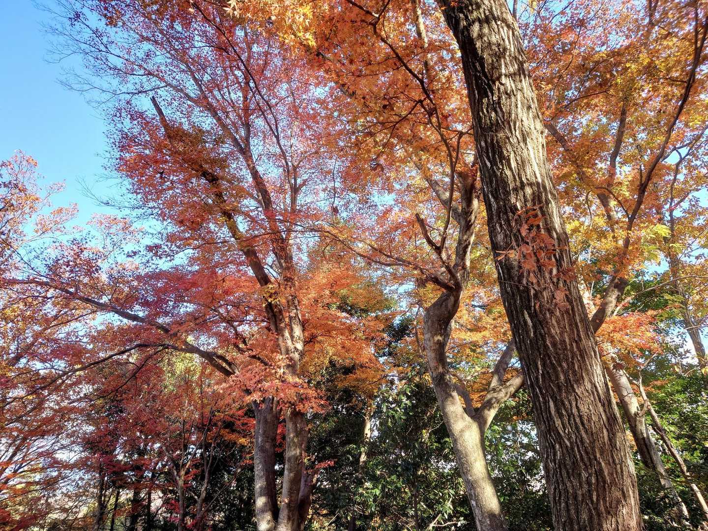 紅葉